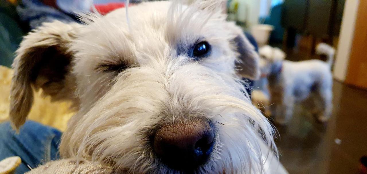 إيردري The Sleeping Dog Room At The Grumpy Schnauzer Bnb Huge Room, Luxe Suite, Private Hot Tub, Breakfast, Gym, Games Room, Farm Stay, Amazing المظهر الخارجي الصورة